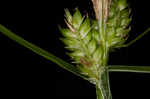 Fuzzy wuzzy sedge